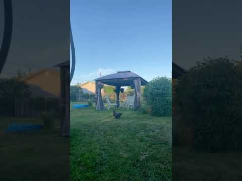 SUNJOY 11x13 Soft Top Gazebo Outdoor Steel Frame Patio Gazebo with 2-Tier Canopy, Netting, Curtains and Hook